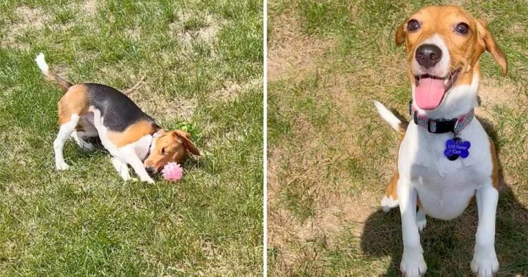 Beagle rescatada toca la hierba por primera vez y no puede ocultar su emoción