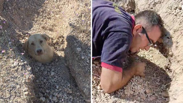 Perrita enterrada rescatada junto cachorros