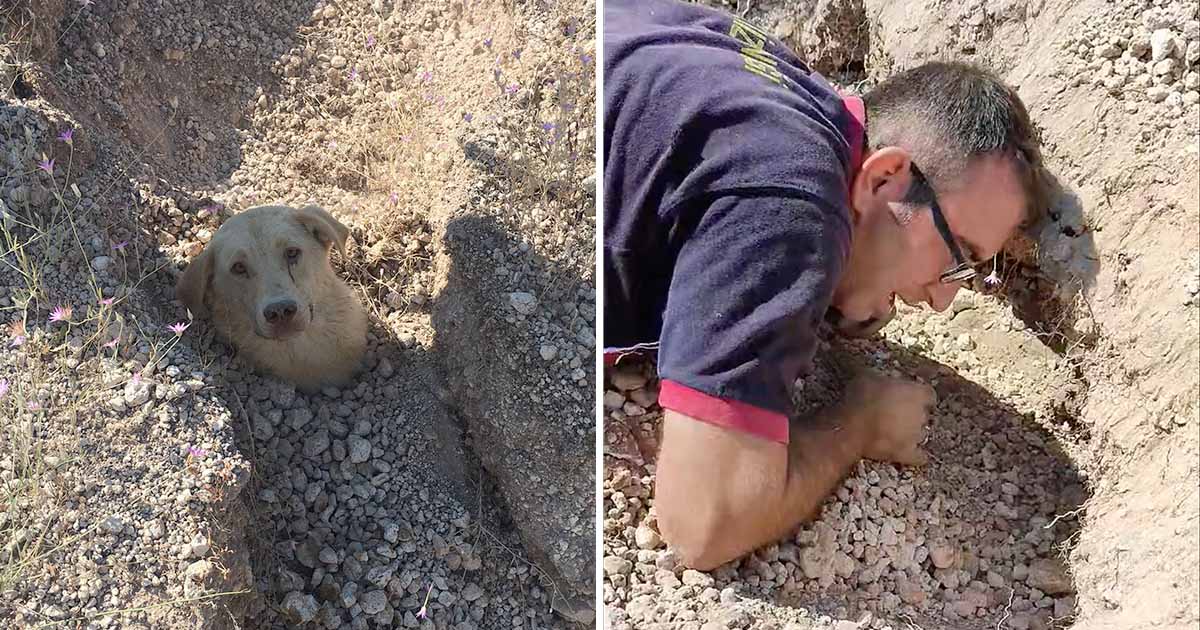 Perrita enterrada rescatada junto cachorros
