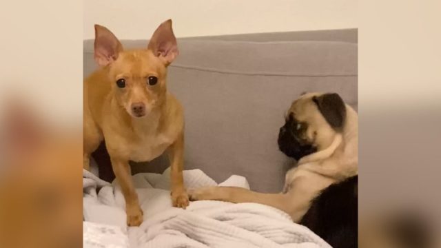Perrita finge ciega ignorar nueva hermanita