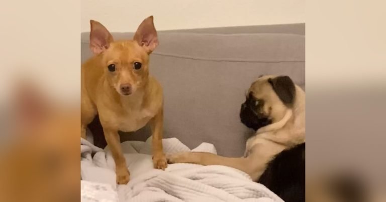 Perrita finge estar ciega para ignorar a su nueva hermanita adoptada