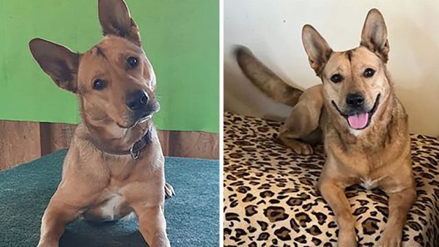 Perrita rescatada consigue papel exitosa pelicula