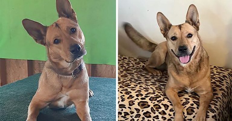 Perrita rescatada consigue el papel de su vida en una exitosa película