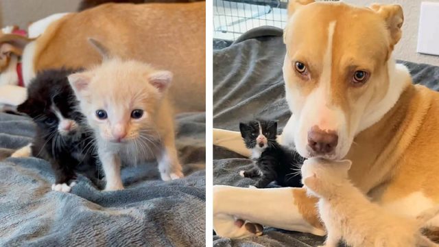 Perrita se hace cargo de dos gatitos y sabe exactamente lo que necesitan