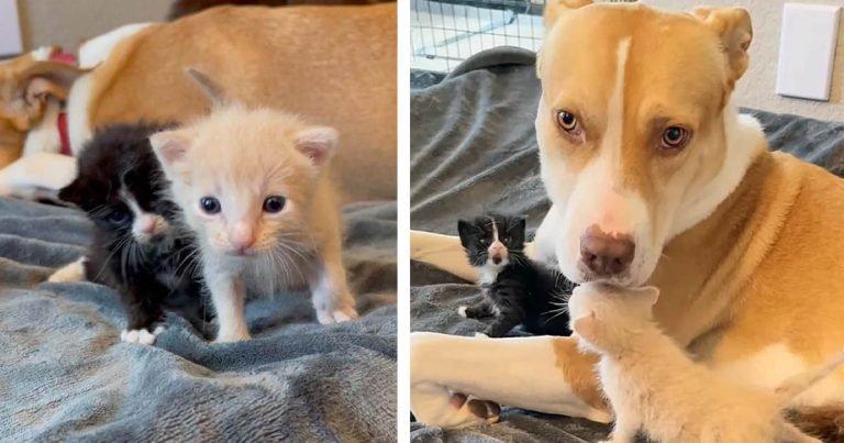 Perrita se hace cargo de dos gatitos y sabe exactamente lo que necesitan