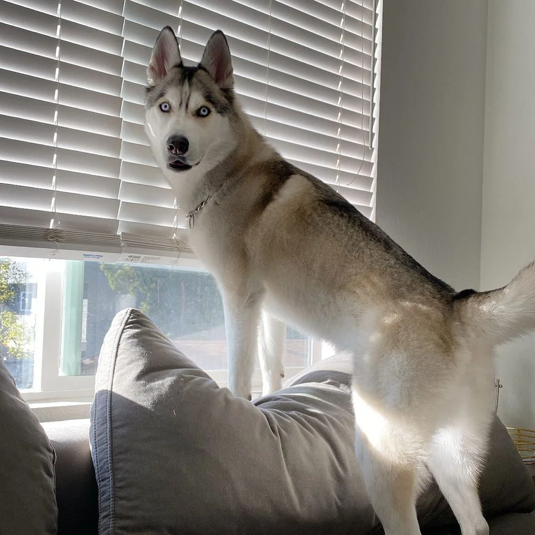 Perrito con problema de rabietas