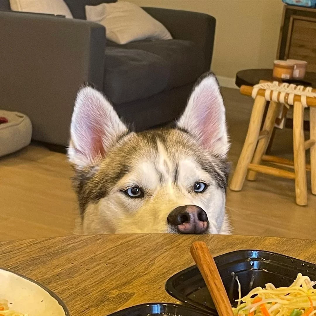 Perrito observa la comida