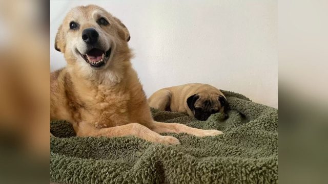 Perro 14 años refugio es feliz nueva cama
