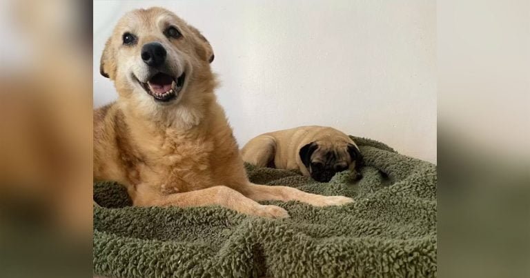 Perro 14 años refugio es feliz nueva cama