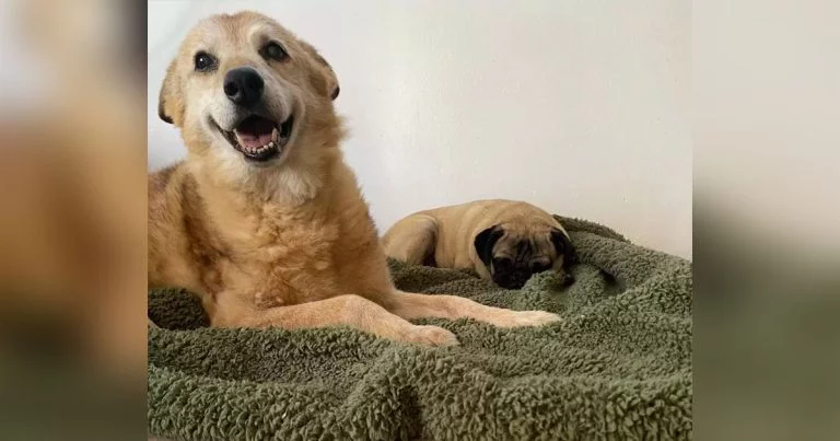 Perro 14 años refugio es feliz nueva cama