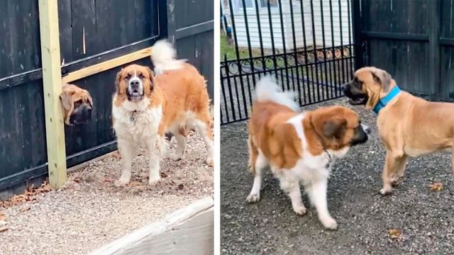 Perro hace un agujero en la cerca del vecino para poder jugar con su amigo de al lado