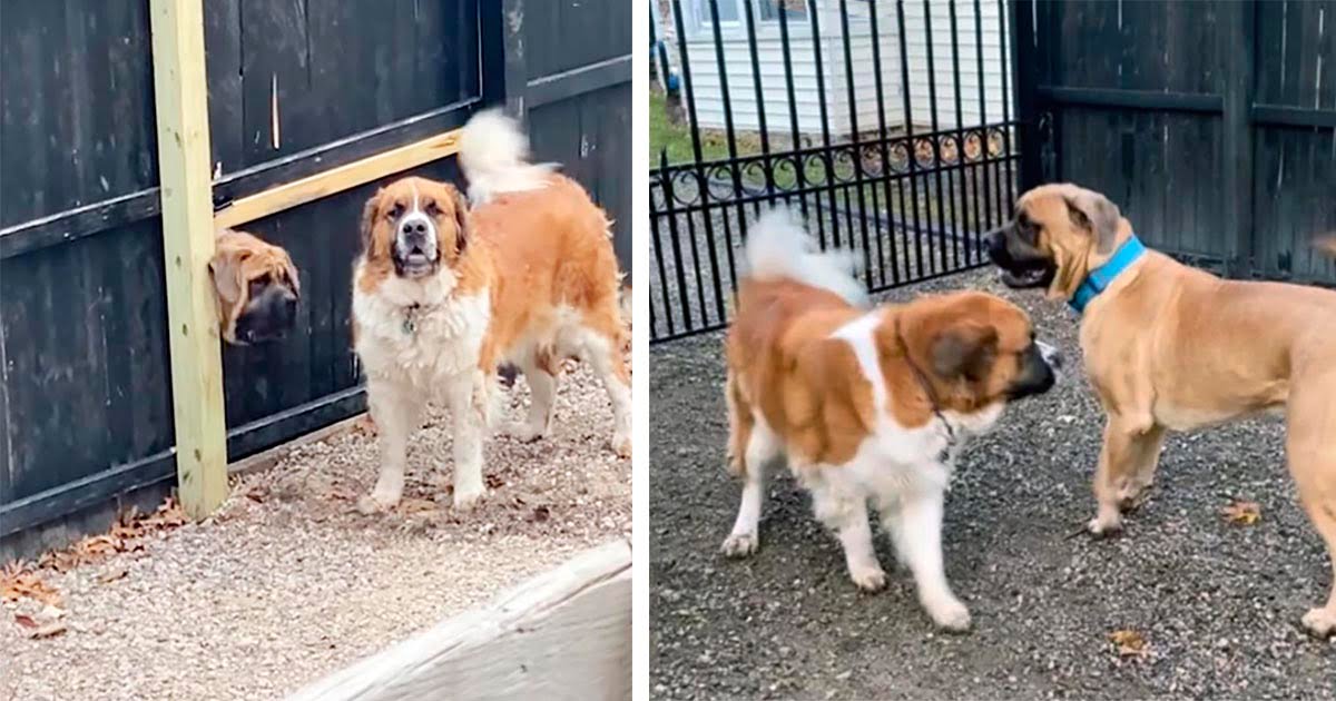 Perro hace un agujero en la cerca del vecino para poder jugar con su amigo de al lado