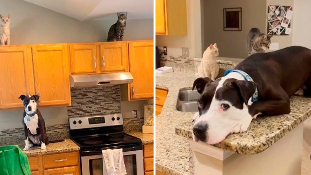Perro rescatado aparentemente criado por gatos, se cree uno de ellos