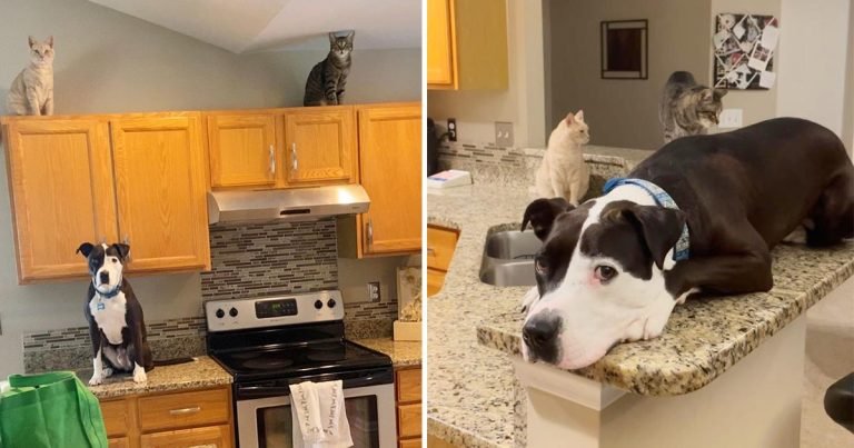 Perro rescatado aparentemente criado por gatos, se cree uno de ellos