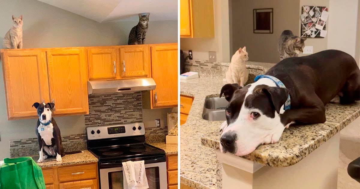 Perro rescatado aparentemente criado por gatos, se cree uno de ellos