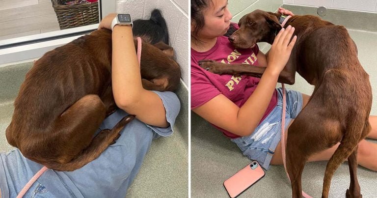 Perro encontrado varado en la carretera le agradece a su rescatista con un gran abrazo