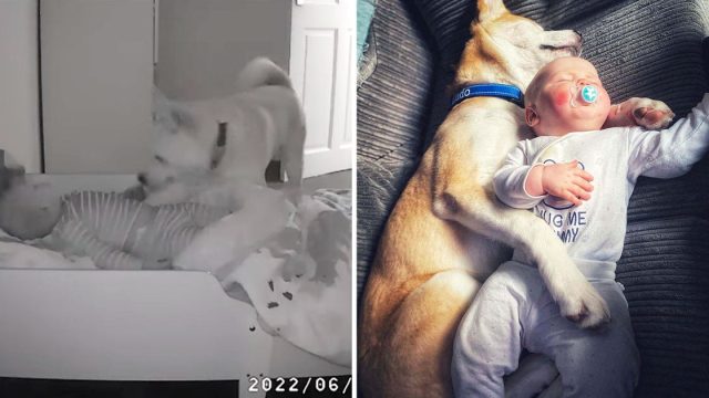 Perro visita todas noches hermanito vigilarlo