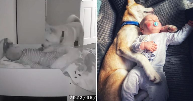 Perro visita a su hermanito todas las noches para asegurarse de que esté bien