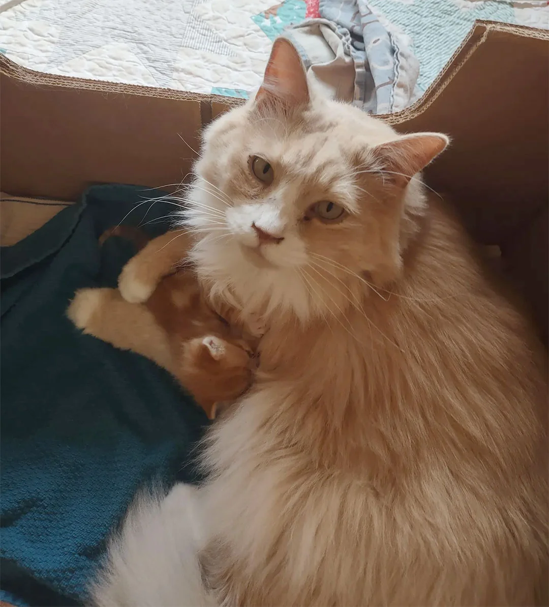 Quinn cuida gatito