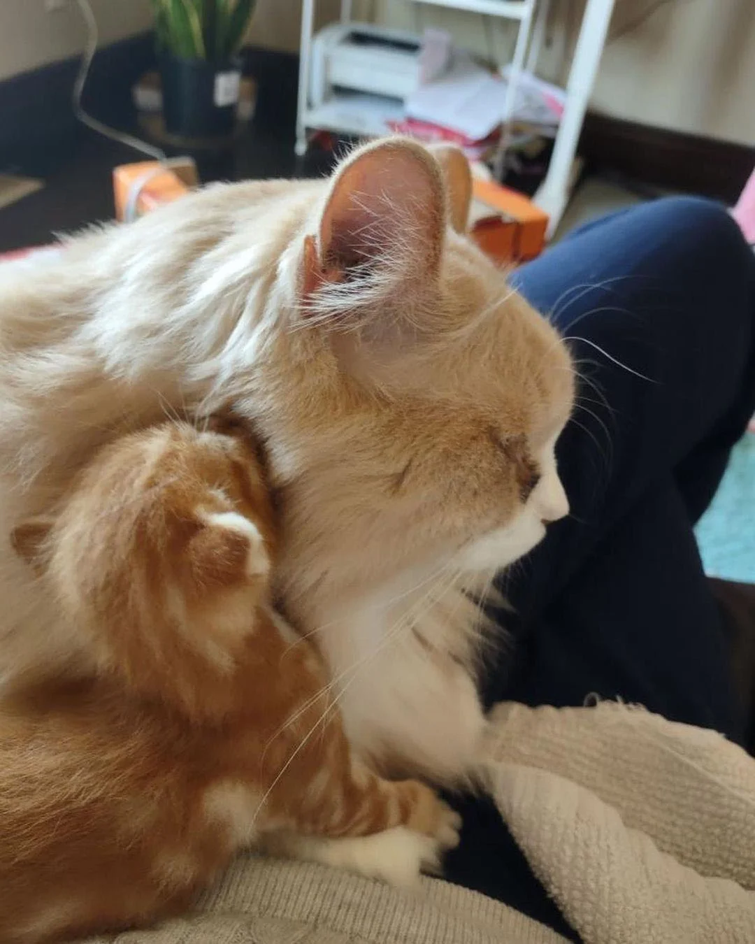 Quinn y Kurt