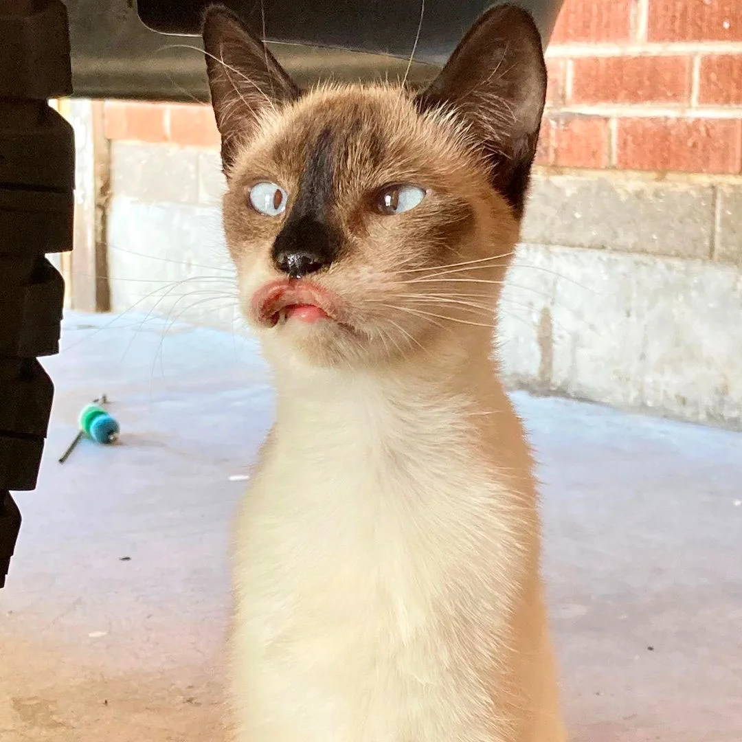 Sam rescatada