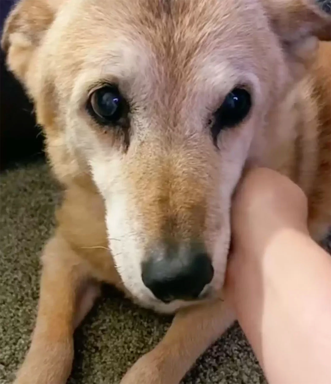 Perro que pasó 14 años en un refugio está muy contento de tener una nueva cama 2 Stuart mayor