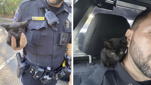Un oficial de policía salva a una pequeña gatita del motor de un jeep y su compañero la adopta