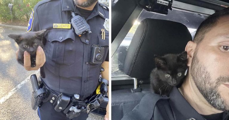 Un oficial de policía salva a una pequeña gatita del motor de un jeep y su compañero la adopta