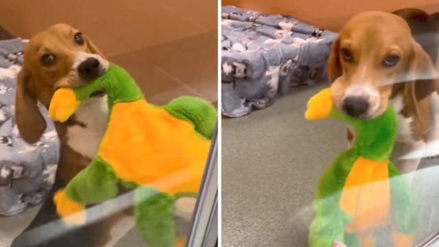 Beagle rescatado obtiene primer juguete no lo deja