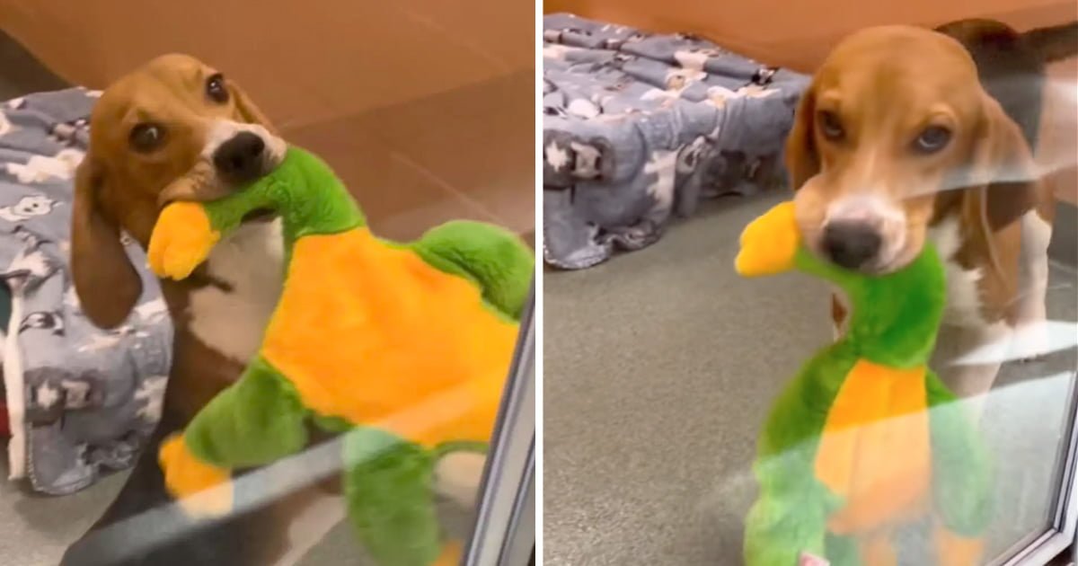 Beagle rescatado obtiene primer juguete no lo deja