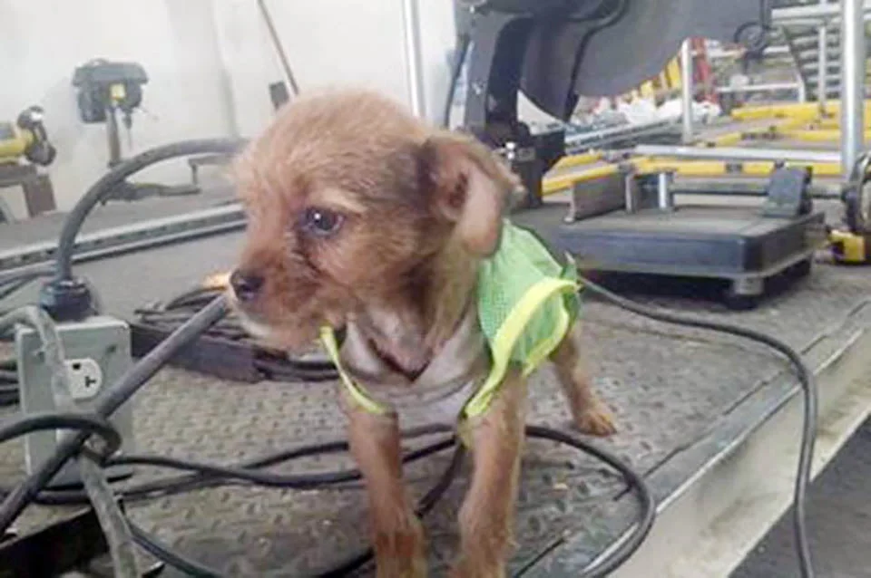 Chalán el perrito con chaleco