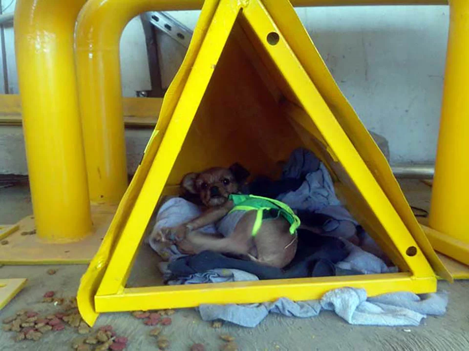 Chalán en su casita