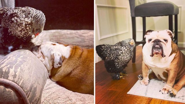 Gallina rescatada forma adorable despertar hermano