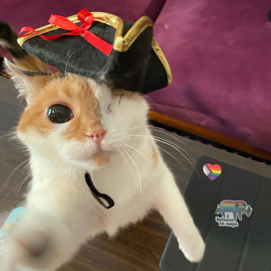 Rescued One-Eyed Kitten Loves To Wear Hats And Is An Instagram ...