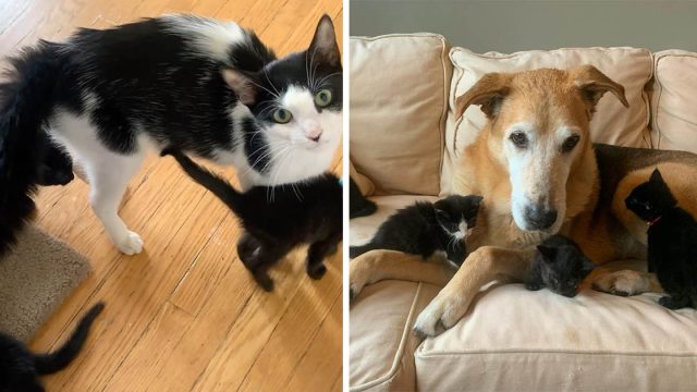Gata está emocionada de que este perro le ayude a cuidar a sus gatitos