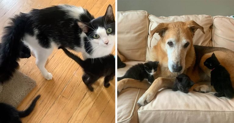 Gata está emocionada de que este perro le ayude a cuidar a sus gatitos