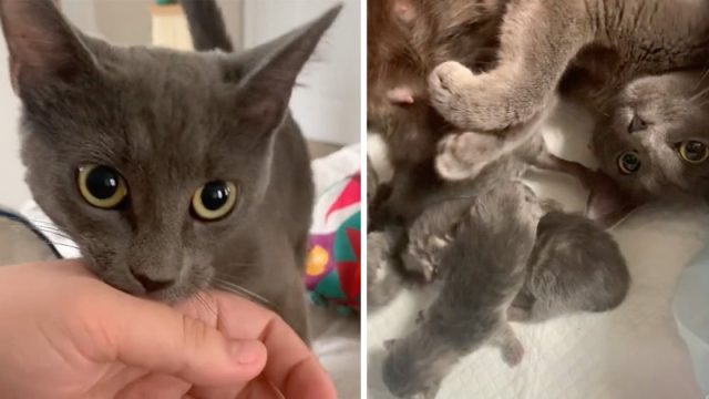 Gata rescatada saca mamá cama mostrar bebés