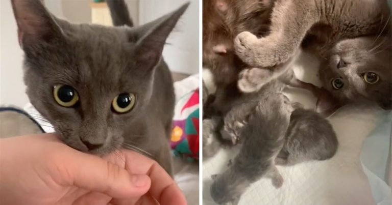 Gata rescatada saca a su nueva mamá de la cama para mostrar con orgullo a sus gatitos