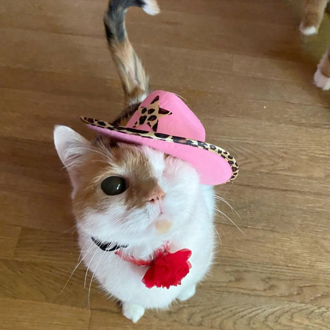 Gata tuerta con sombrero