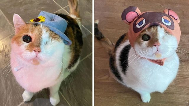 Gata tuerta rescatada encanta usar sombreros