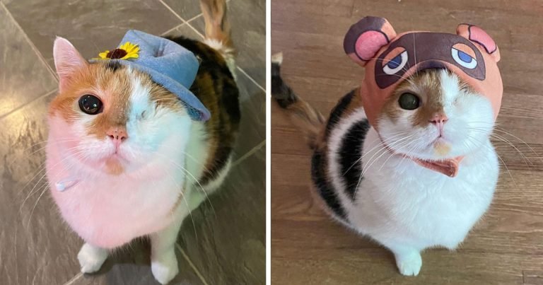 Gata tuerta rescatada encanta usar sombreros