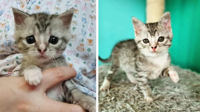 Gatita solitaria supera todos los desafíos y ahora ama los abrazos