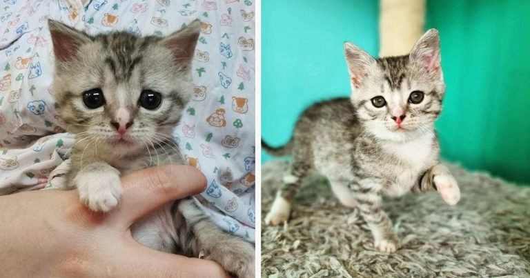 Gatita solitaria supera todos los desafíos y ahora ama los abrazos