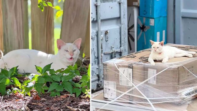 Gato ciego evita a los rescatistas, porque no quiere irse del lugar que escogió como hogar