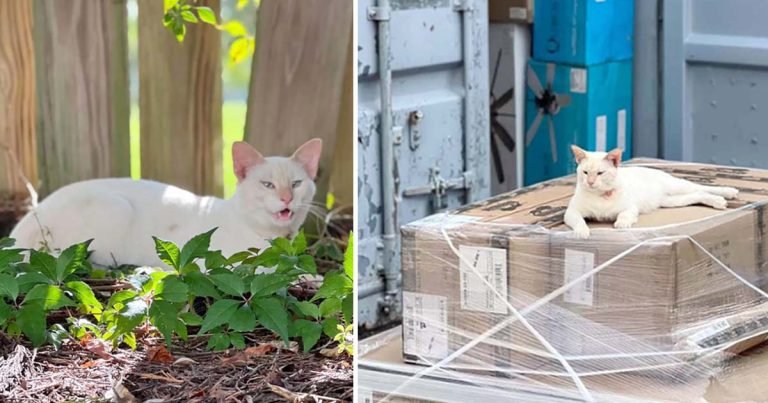 Gato ciego evita a los rescatistas, porque no quiere irse del lugar que escogió como hogar