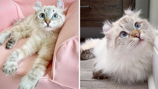 Gato deformidad patas vive vida plena gracias rescatistas
