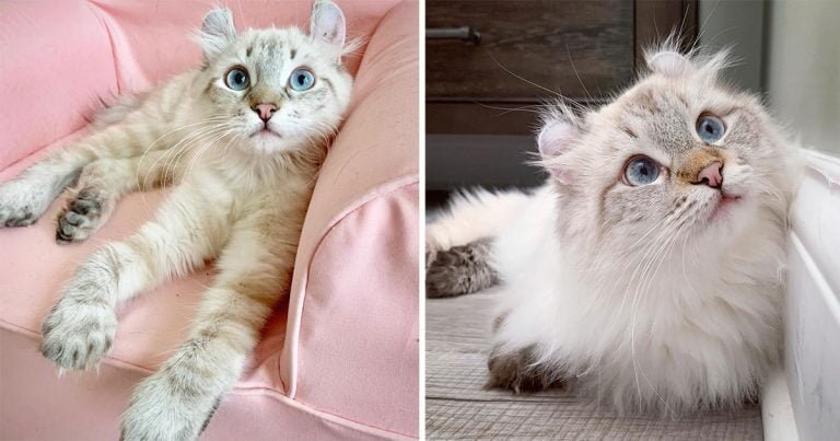 Gato con deformidad en sus patas vive una vida plena gracias a sus rescatistas