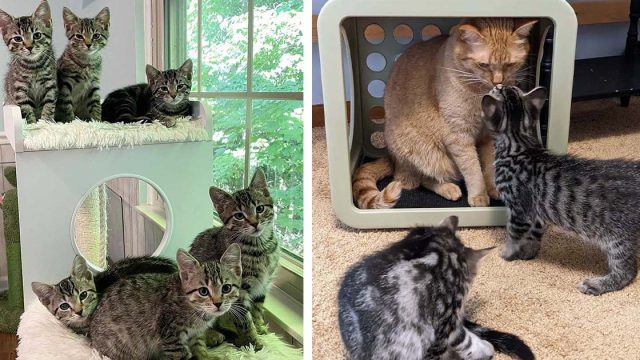 Gato encuentra un grupo de gatitos que lo siguen y no aceptan un no por respuesta