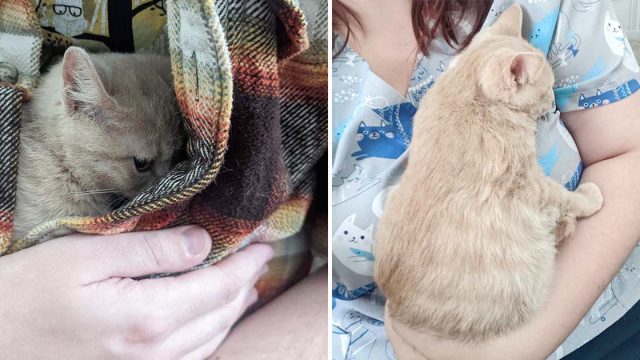 Gato rescatado muy asustadizo ahora le encanta estar acurrucado