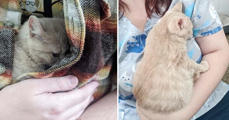 Gato rescatado muy asustadizo ahora le encanta estar acurrucado
